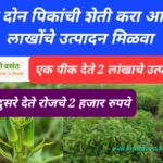 Farming Tips Benefits :एक पीक देते 2 लांखाचे उत्पादन तर दुसरे देते रोजचे 2 हजार रुपये