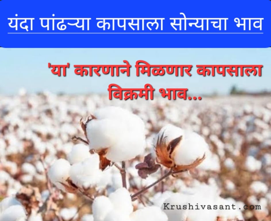 Today cotton rate per quintal in maharashtra 2021