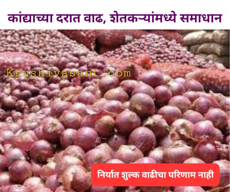 Onion price per kg