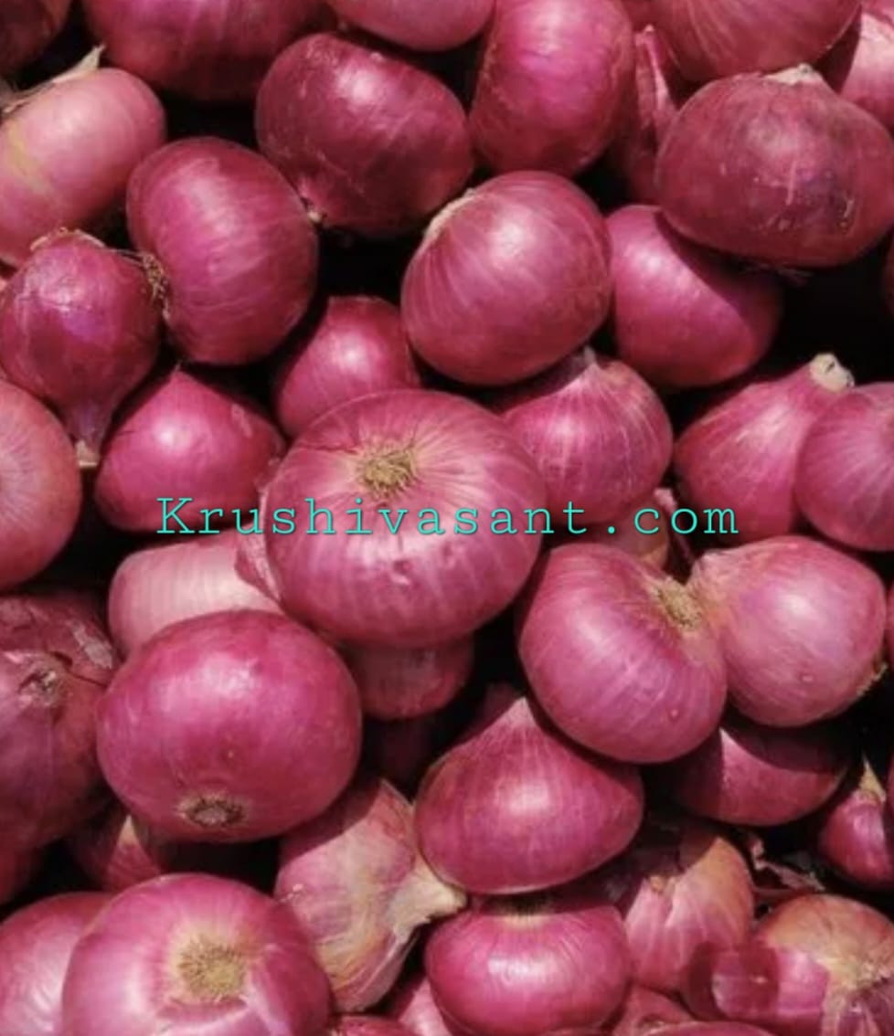 onion price per kg आजचे कांद्याचे दर किती? जाणून घ्या बाजारभाव